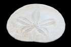 Oregon Sand dollar close-up Art Print